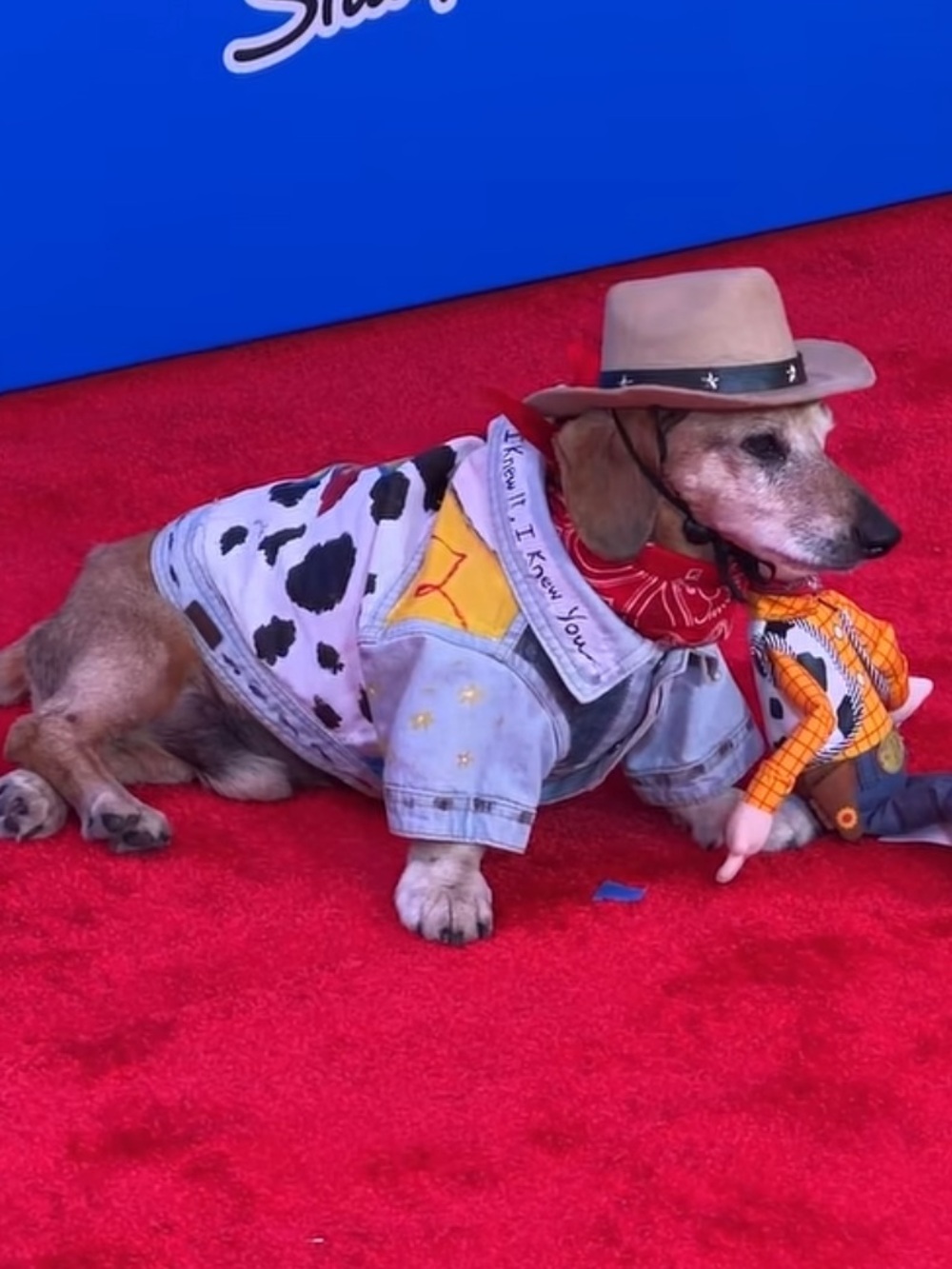 Small Dog Costumes, Clothes & Accessories